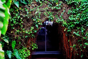 Favourite Portal That Looks Like An Entrance to Narnia photo